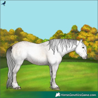 Horse Color:Gray Amber Champagne Ice Onyx