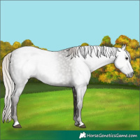 Horse Color:Gray Silver Black 