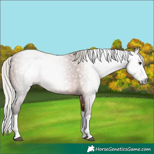 Horse Color:Gray Silver Bay Splash 