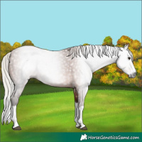 Horse Color:Gray Silver Bay Splash 