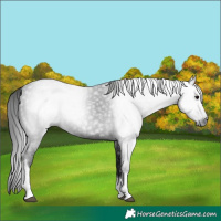 Horse Color:Gray Black Tobiano 