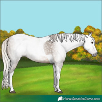 Horse Color:Gray Silver Brown Dun Tobiano 