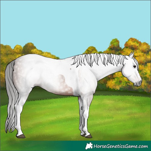 Horse Color:Gray Bay Tobiano 