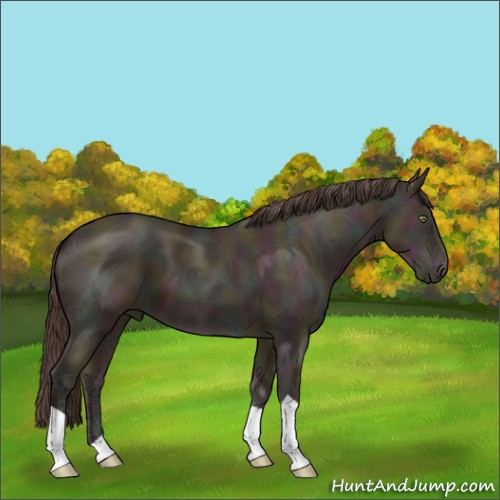 Horse Color:Midnight Amber Champagne Ice