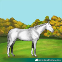 Horse Color:Gray Black Tobiano