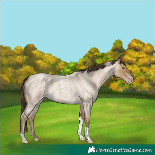 Horse Color:Classic Cream Champagne Roan Tobiano