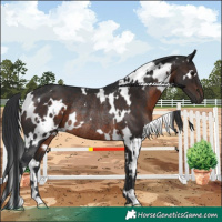 Horse Color:White Spotted Brown Rabicano 