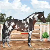 Horse Color:White Spotted Brown Rabicano 
