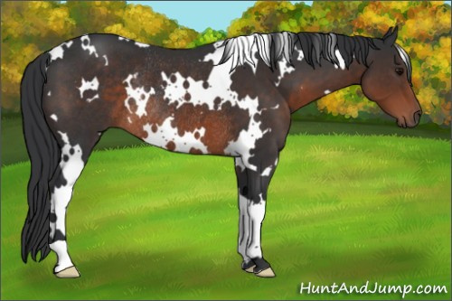 Horse Color:White Spotted Brown Rabicano