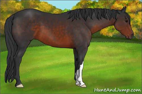Horse Color:Brown 