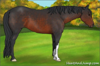 Horse Color:Brown 
