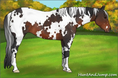 Horse Color:White Spotted Brown
