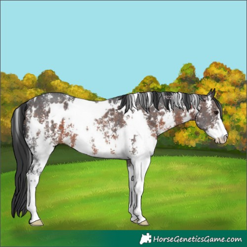 Horse Color:White Spotted Brown Sabino