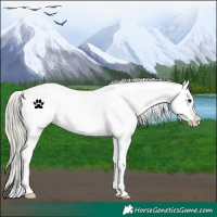 Horse Color:White Spotted Silver Buckskin Appaloosa Rabicano 