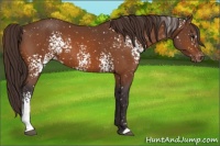 Horse Color:White Spotted Buckskin Appaloosa