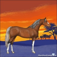 Horse Color:Silver Buckskin 