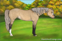 Horse Color:Silver Buckskin Dun 