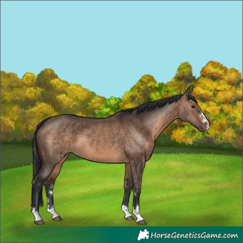 Horse Color:Brown Dun 