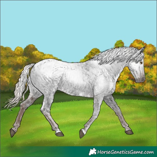 Horse Color:Gray Liver Chestnut Ice Appaloosa Rabicano 
