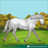 Horse Color:Gray Liver Chestnut Ice Appaloosa Rabicano 