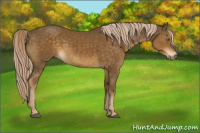 Horse Color:Chocolate Palomino 