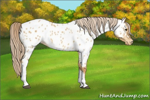 Horse Color:Palomino Dun Near Leopard
