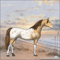 Horse Color:Buckskin Dun Appaloosa 