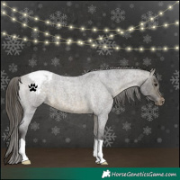 Horse Color:Buckskin Roan Snowcap 