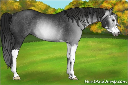 Horse Color:Gray Black Sabino Rabicano 