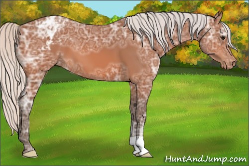 Horse Color:Silver Bay Ice Appaloosa 