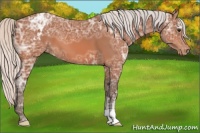 Horse Color:Silver Bay Ice Appaloosa