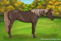 Horse Color:Liver Chestnut 