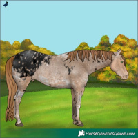 Horse Color:Void White Spotted Bay Ice Pearl Appaloosa Rabicano