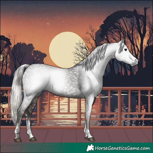 Horse Color:Gray Silver Black Sabino Tobiano
