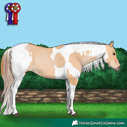 Horse Color:White Spotted Grullo Appaloosa and Red Dun Tobiano Rabicano