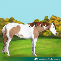 Horse Color:Red Dun Splash Tobiano  and Red Dun Splash Tobiano 