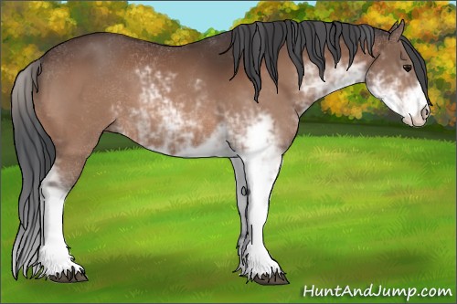 Horse Color:Bay Sabino 