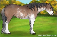 Horse Color:Bay Sabino 