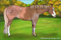 Horse Color:Chestnut Sabino Splash 