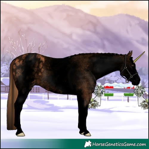Horse Color:Void White Spotted Chestnut Splash Appaloosa 
