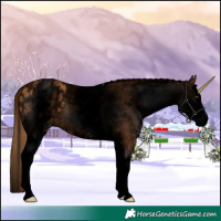 Horse Color:Void White Spotted Chestnut Splash Appaloosa 