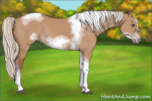Horse Color:Silver Bay Dun Sabino Tobiano Frame Rabicano 
