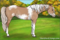 Horse Color:Silver Bay Dun Sabino Tobiano Frame Rabicano 
