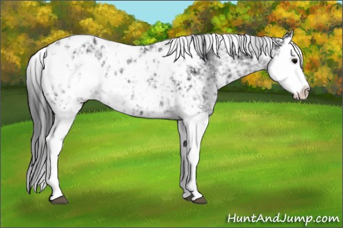 Horse Color:Black Sabino Splash Appaloosa  and Black Sabino Splash Appaloosa 