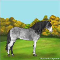 Horse Color:White Spotted Blue Roan Rabicano  and White Spotted Blue Roan Splash Rabicano 