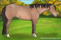 Horse Color:Amber Champagne 