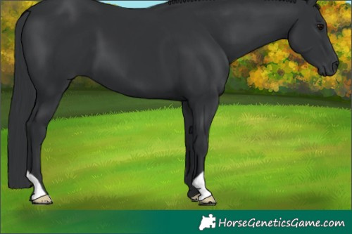 Horse Color:Black 