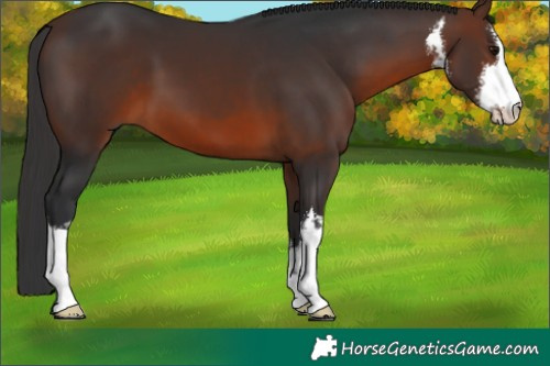 Horse Color:White Spotted Brown 