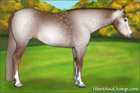 Horse Color:Gray Chestnut Sabino