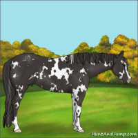 Horse Color:White Spotted Smoky Black Sabino 